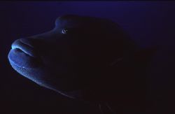 Napoleon. Blue Corner, Palau. by Patrick Pon 
